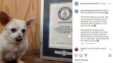 Este es Spike, el perro certificado como el más viejo del mundo