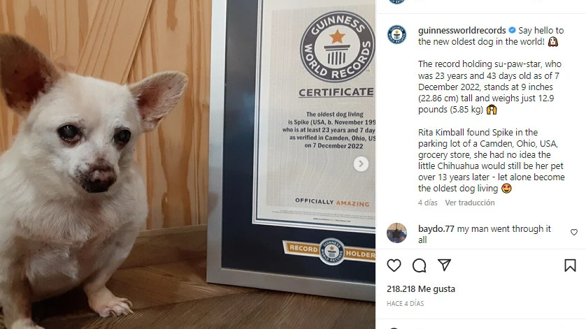 Este es el Spike, el perro certificado como el m&aacute;s viejo del mundo