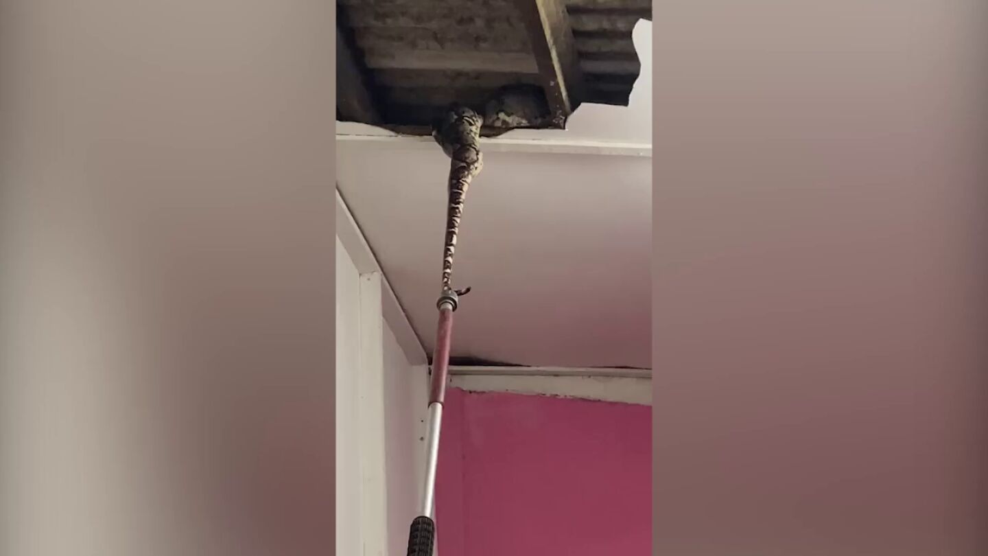 Dos pitones gigantes atraviesan el techo mientras se aparean en la casa de una familia de Malasia