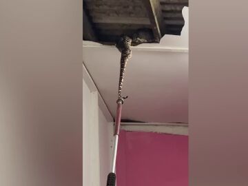 Dos pitones gigantes atraviesan el techo mientras se aparean en la casa de una familia de Malasia