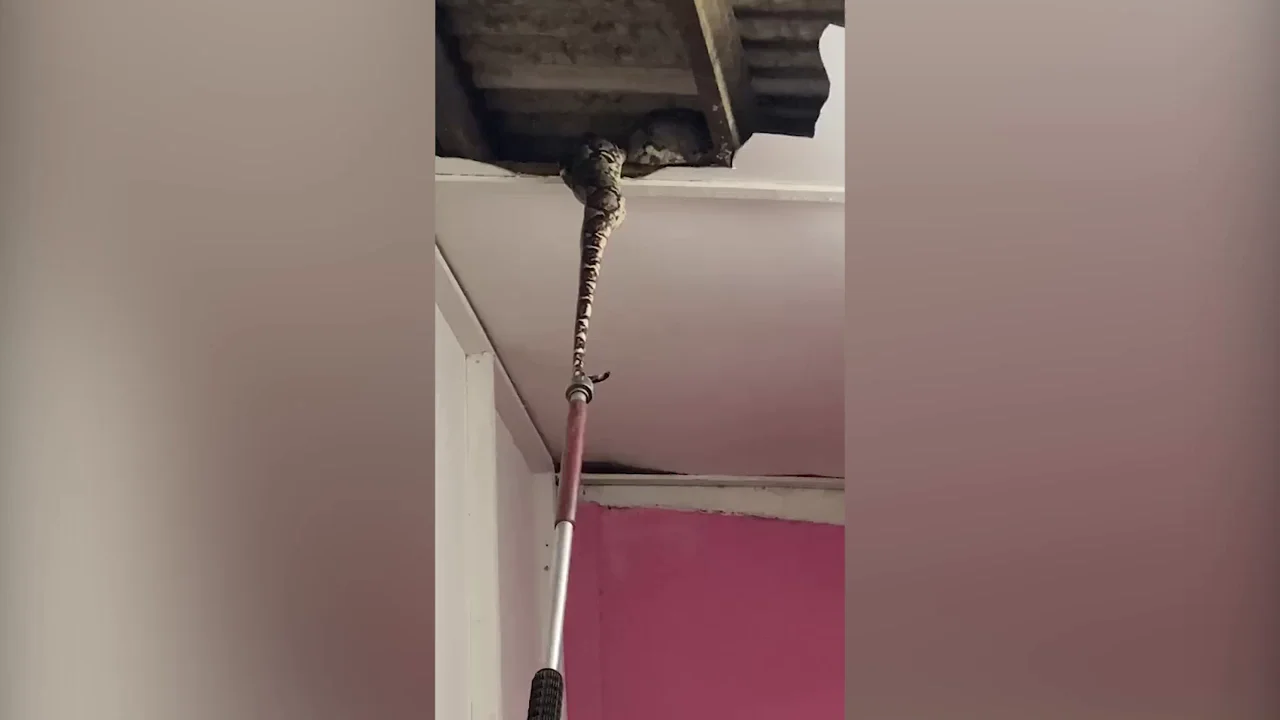 Dos pitones gigantes atraviesan el techo mientras se aparean en la casa de una familia de Malasia Dos pitones gigantes atraviesan el techo mientras se aparean en la casa de una familia de Malasia