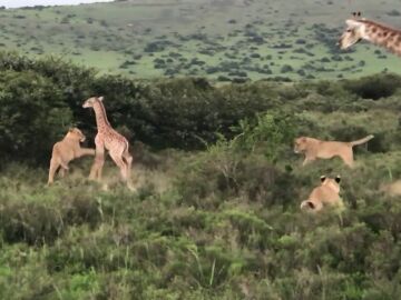 Una jirafa protege a su cría del brutal ataque de unas leonas