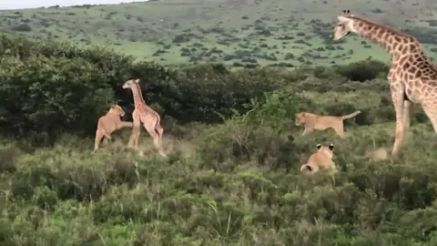 Una jirafa protege a su cría del brutal ataque de unas leonas Una jirafa protege a su cría del brutal ataque de unas leonas
