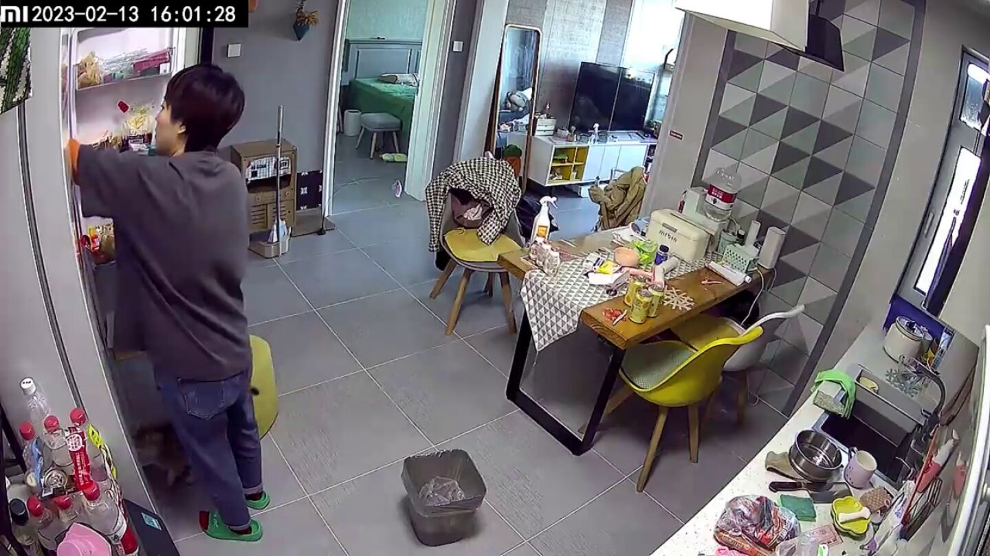 Encierra accidentalmente a su gato en la nevera despu&eacute;s de que se metiera dentro sin que se diera cuenta