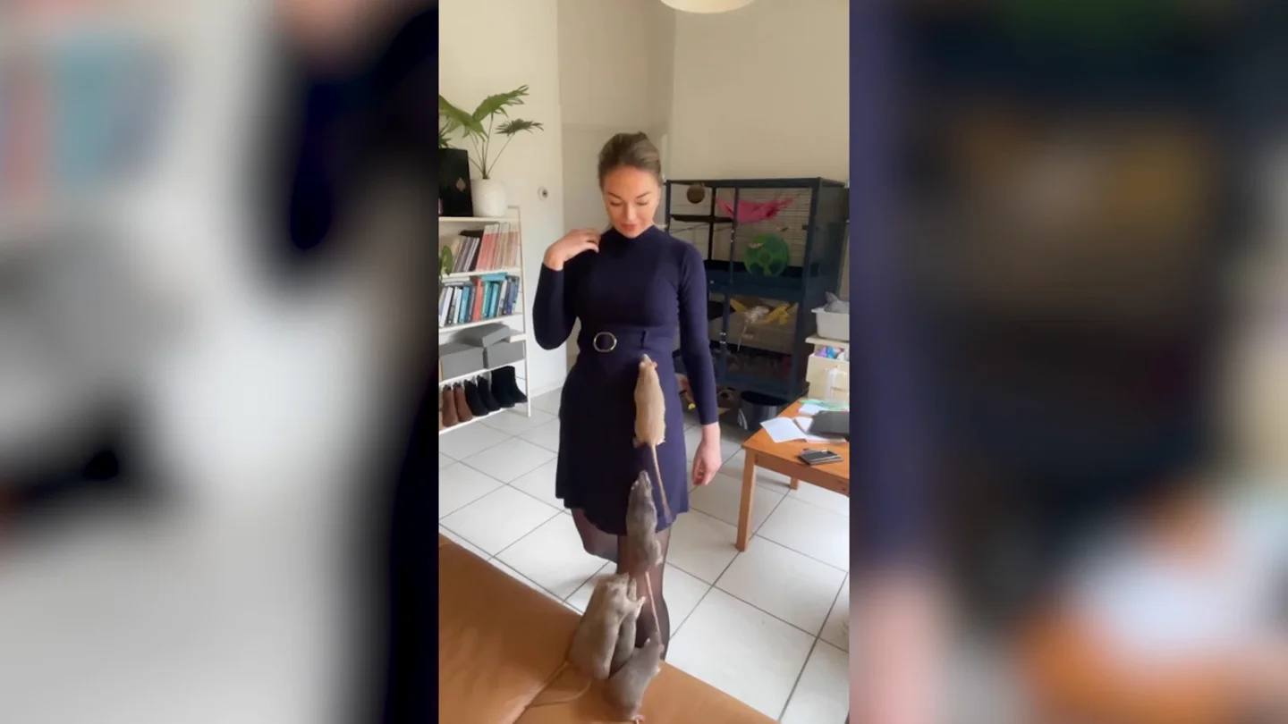 Una mujer se vuelve viral dejando que sus ratas trepen por su cuerpo Una mujer se vuelve viral dejando que sus ratas trepen por su cuerpo