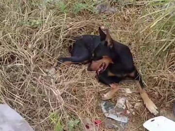 Un perro doberman abusado es salvado por unos conductores después de ser arrojado al borde de la carretera