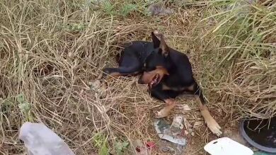 Un perro doberman abusado es salvado después de ser arrojado al borde de la carretera