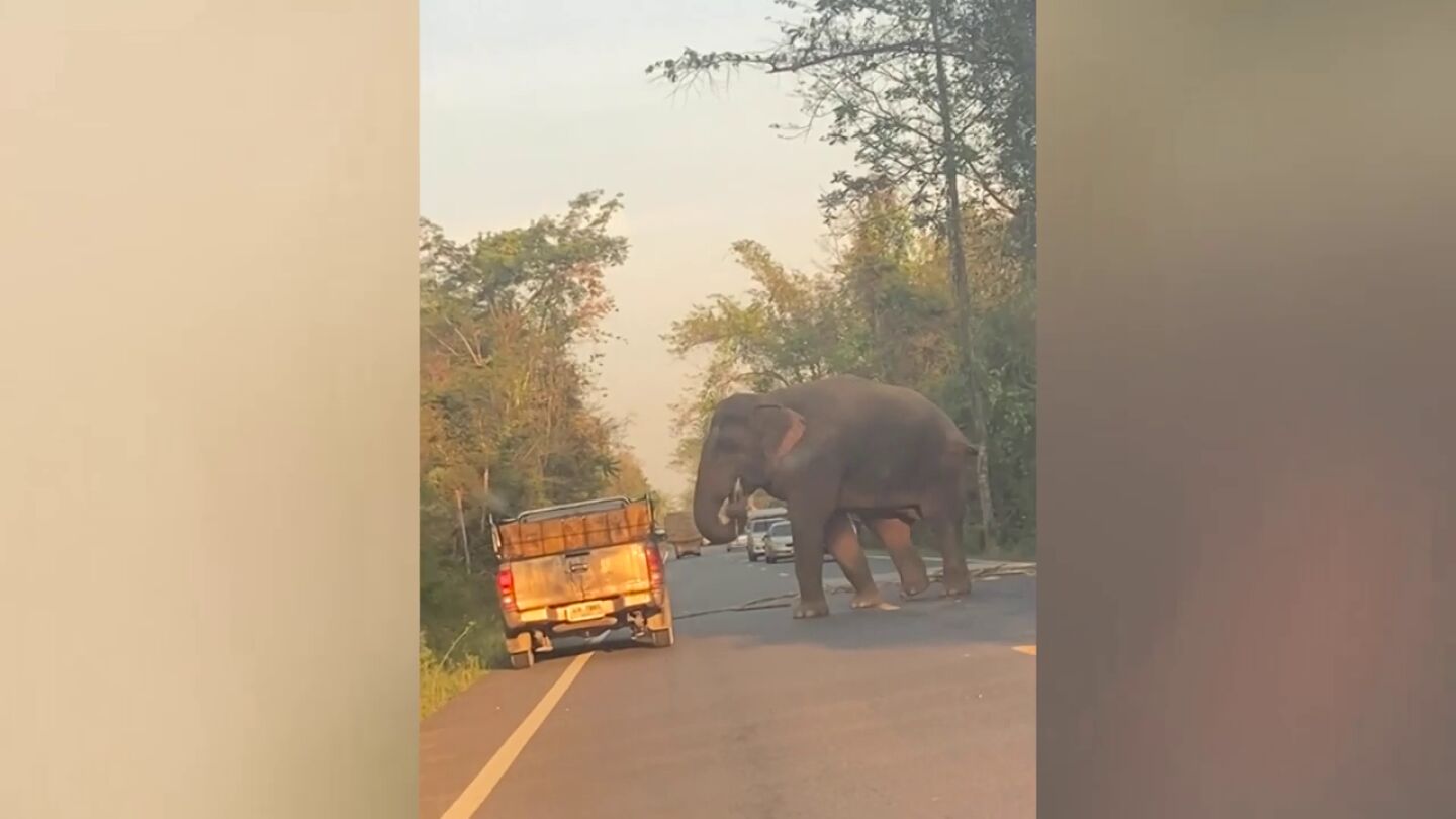 Un elefante salvaje hambriento detiene un cami&oacute;n para comer ca&ntilde;a de az&uacute;car reci&eacute;n cosechada