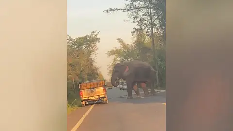 Un elefante salvaje hambriento detiene un camión para comer caña de azúcar recién cosechada Un elefante salvaje hambriento detiene un camión para comer caña de azúcar recién cosechada