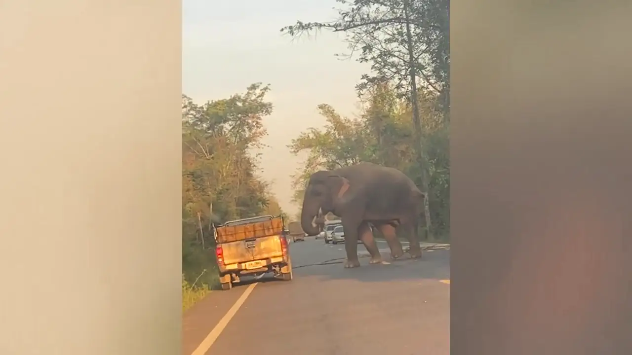 Un elefante salvaje hambriento detiene un camión para comer caña de azúcar recién cosechada