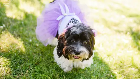 Gente que trata a los perros como niños tontos Gente que trata a los perros como niños tontos