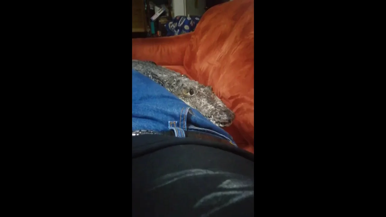 Un coleccionista de mascotas ex&oacute;ticas: "Tengo un cocodrilo como mascota y duerme en mi cama"
