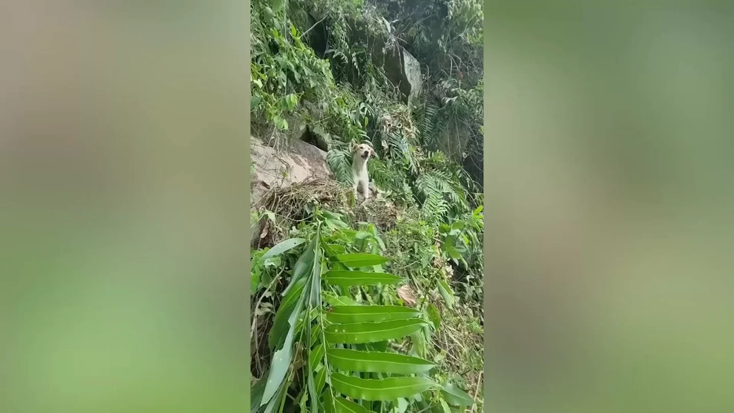 Cruzan un río y escalan montaña para salvar a perro callejero atrapado en acantilado durante cuatro días Cruzan un río y escalan montaña para salvar a perro callejero atrapado en acantilado durante cuatro días