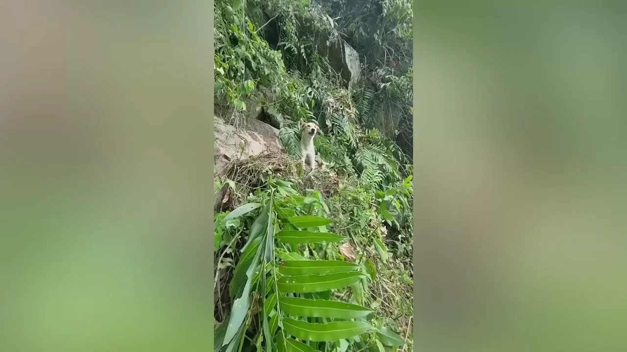 Cruzan un río y escalan montaña para salvar a perro callejero atrapado en acantilado durante cuatro días Cruzan un río y escalan montaña para salvar a perro callejero atrapado en acantilado durante cuatro días