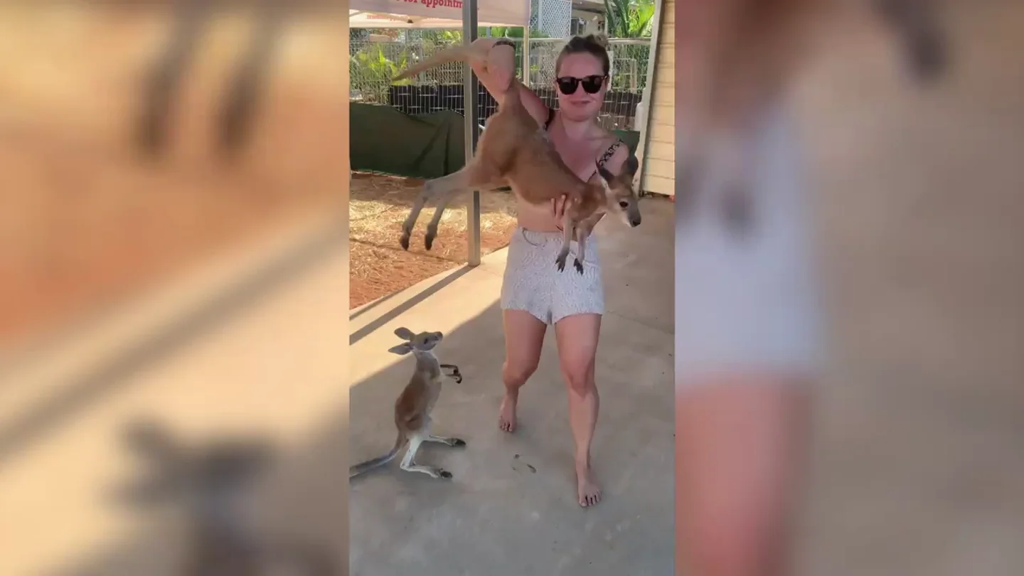 Una mujer conmociona a las redes al coger a un conguro por la cola Una mujer conmociona a las redes al coger a un conguro por la cola