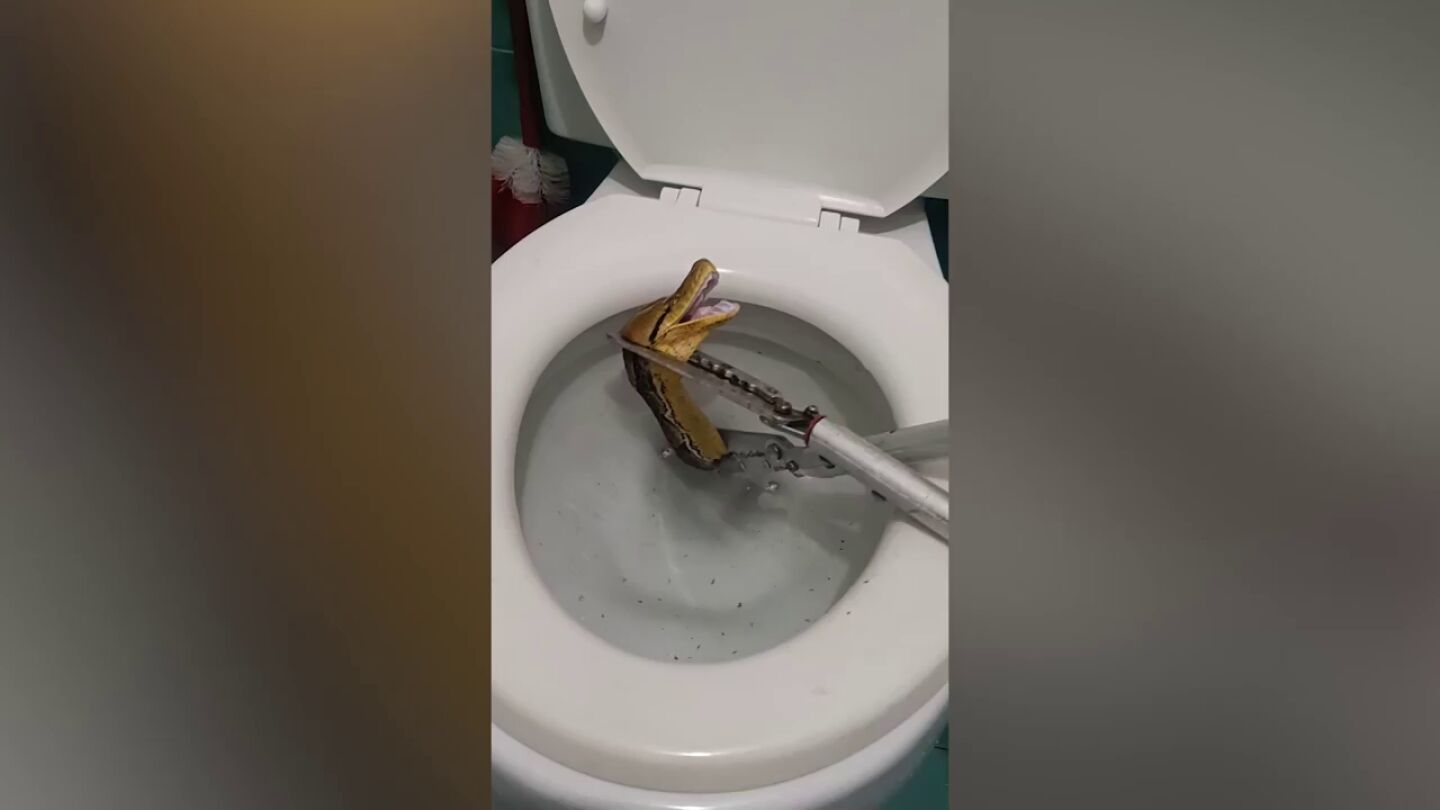 Entran en el ba&ntilde;o y se llevan el susto de su vida al encontrar una pit&oacute;n de cuatro metros en el v&aacute;ter