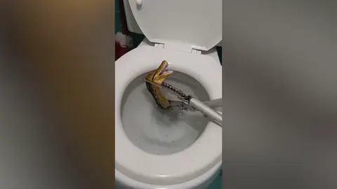 Entran en el baño y se llevan el susto de su vida al encontrar una pitón de cuatro metros en el váter Entran en el baño y se llevan el susto de su vida al encontrar una pitón de cuatro metros en el váter