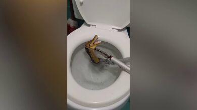 Entran en el baño y se llevan el susto de su vida al encontrar una pitón de cuatro metros en el váter