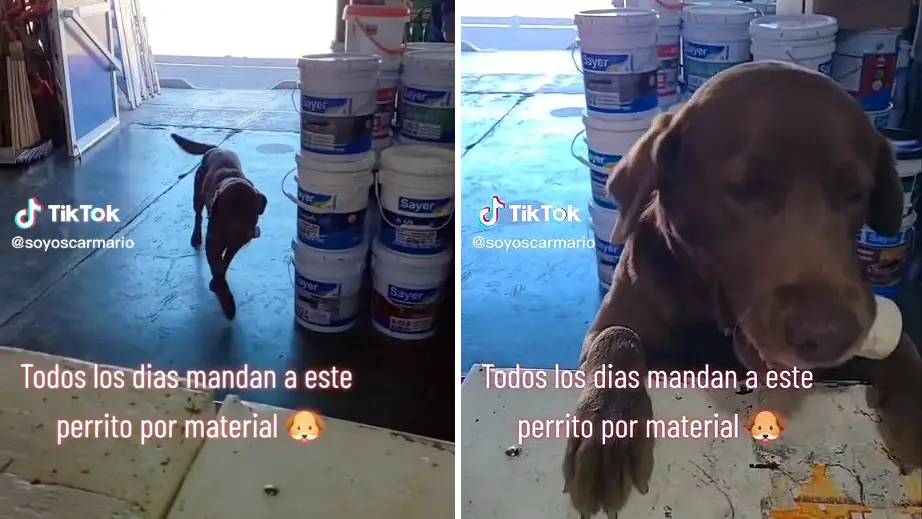 Un perro llamado Felipe compra todos los dias en una ferretería