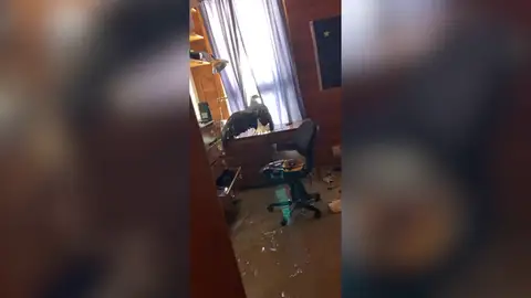 Estaba durmiendo en su cama cuando entró una gigantesca águila americana por la ventana Estaba durmiendo en su cama cuando entró una gigantesca águila americana por la ventana