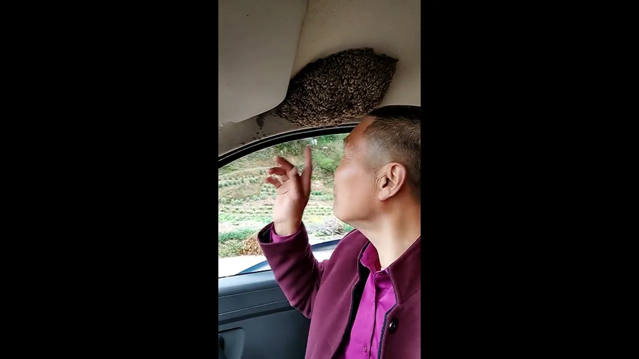 El impactante v&iacute;deo de un hombre conduciendo con un enjambre de abejas dentro del coche