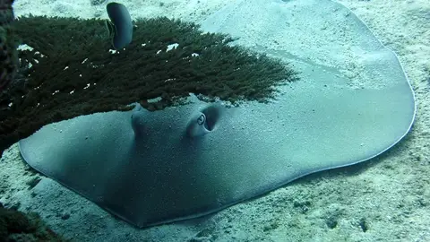 Foto de archivo de una manta bajo el agua Foto de archivo de una manta bajo el agua
