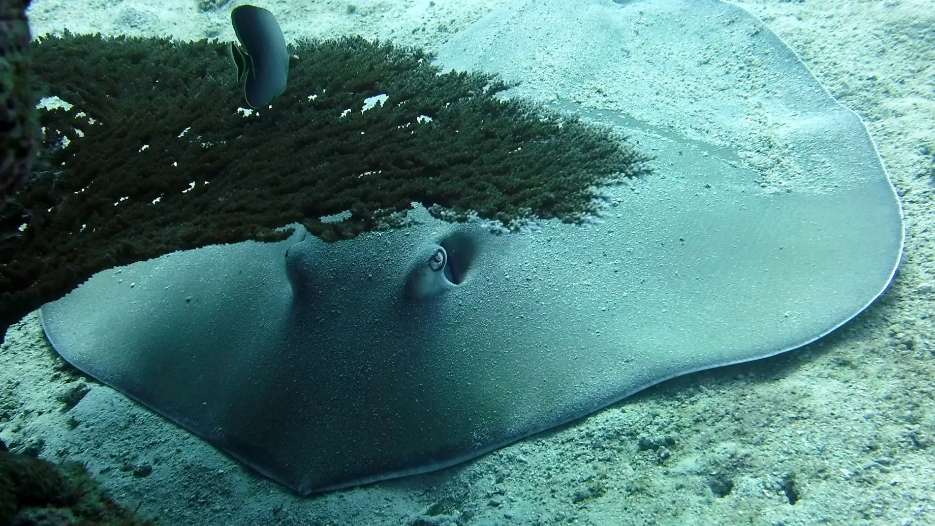 Foto de archivo de una manta bajo el agua