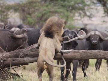 Un león obligado a esconderse en un árbol por una manada de búfalos finalmente los combate