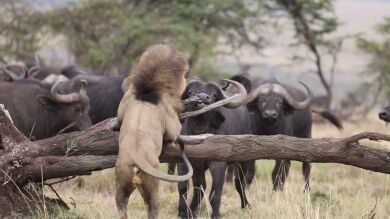 Un león obligado a esconderse en un árbol por una manada de búfalos finalmente los combate
