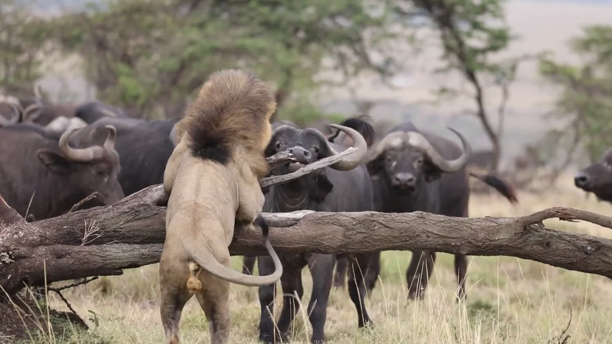 Un le&oacute;n obligado a esconderse en un &aacute;rbol por una manada de b&uacute;falos finalmente los combate