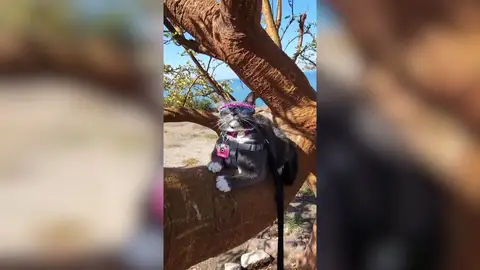 Un gato que nació sin párpados tiene una colección de 100 gafas de sol Un gato que nació sin párpados tiene una colección de 100 gafas de sol