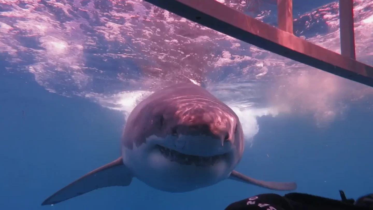 Unos buceadores se acercan peligrosamente a dos grandes tiburones blancos Unos buceadores se acercan peligrosamente a dos grandes tiburones blancos