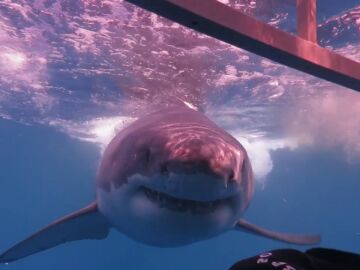 Unos buceadores se acercan peligrosamente a dos grandes tiburones blancos