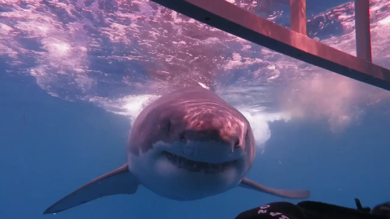 Unos buceadores se acercan peligrosamente a dos grandes tiburones blancos Unos buceadores se acercan peligrosamente a dos grandes tiburones blancos