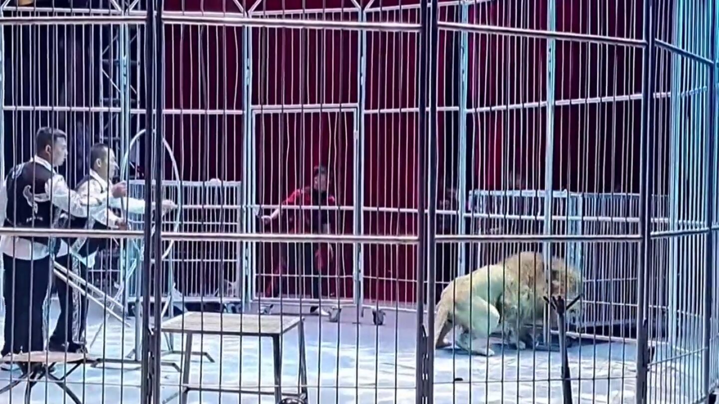 Dos leones se escapan de su jaula en un circo en China y causan el p&aacute;nico entre los asistentes