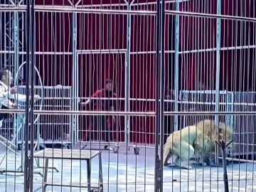 Dos leones se escapan de su jaula en un circo en China y causan el pánico entre los asistentes