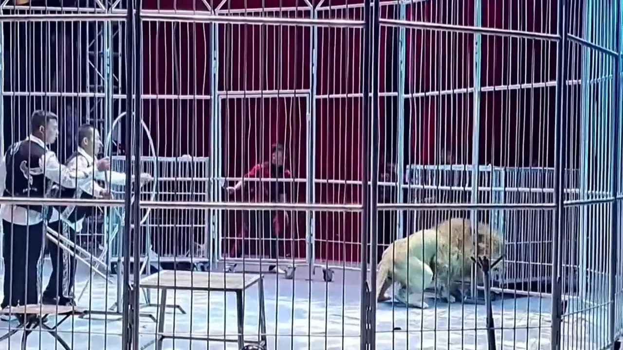 Dos leones se escapan de su jaula en un circo en China y causan el pánico entre los asistentes