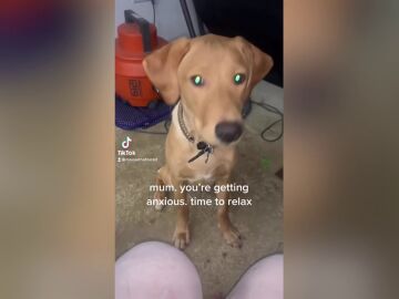 Un cachorro salva la vida de su dueña al sacarla de un ataque mortal al lamerle la cara