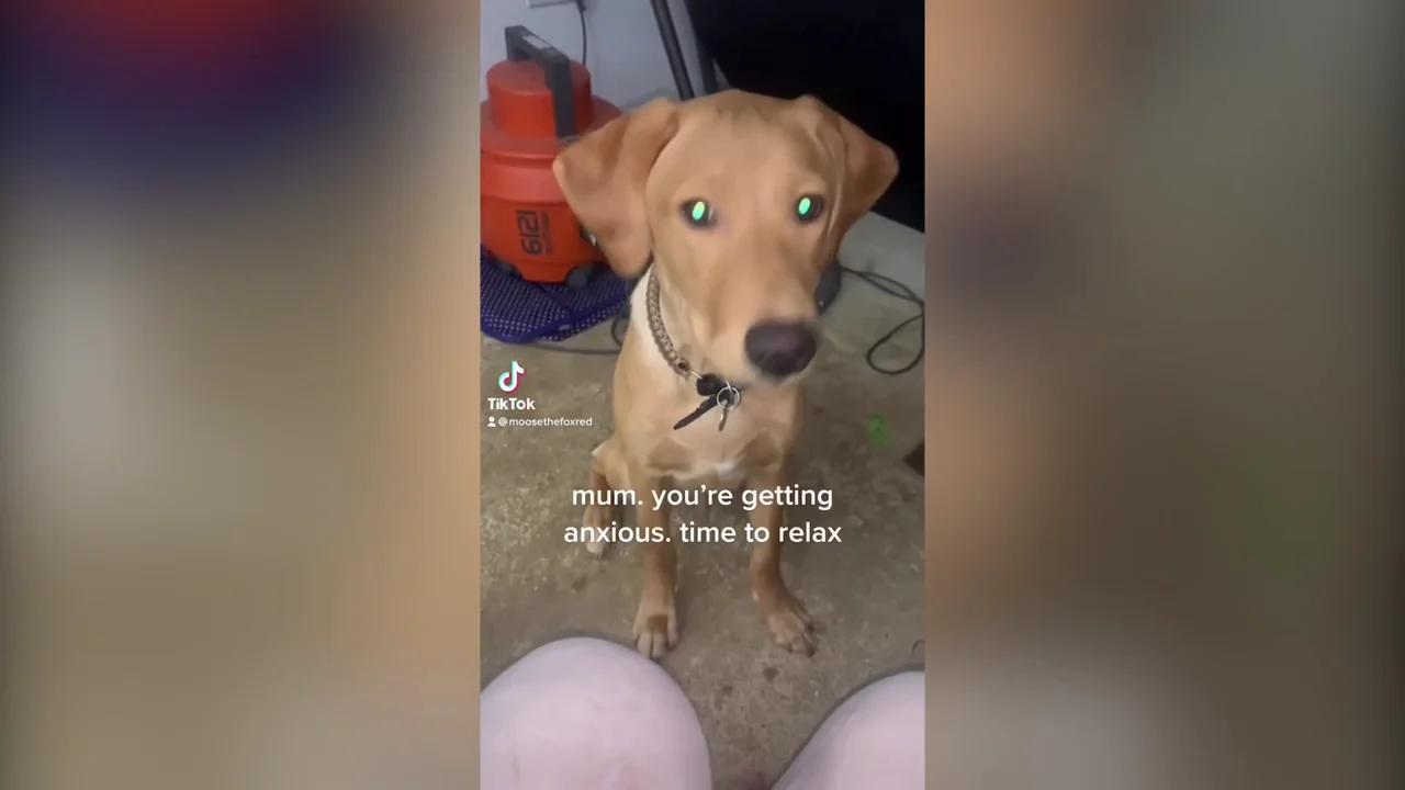 Un cachorro salva la vida de su due&ntilde;a al sacarla de un ataque mortal al lamerle la cara