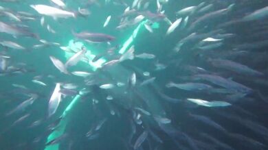 Un buceador está a punto de ser devorado por una ballena