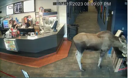 Un alce entra en un cine de Alaska y se pone a comer palomitas Un alce entra en un cine de Alaska y se pone a comer palomitas