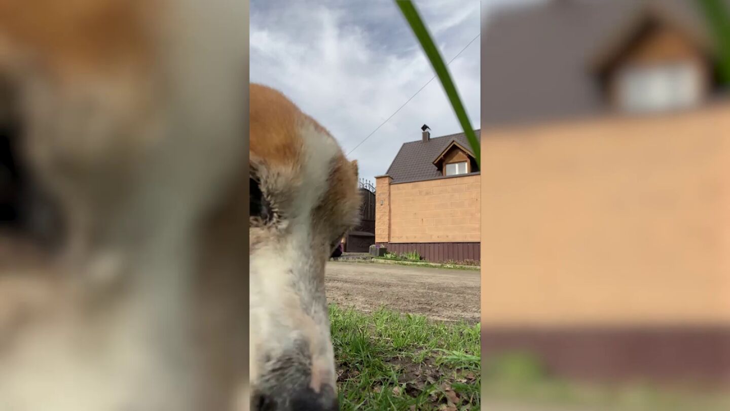 Estaba intentando grabar un TikTok cuando su perro decidi&oacute; hacer pis en la c&aacute;mara