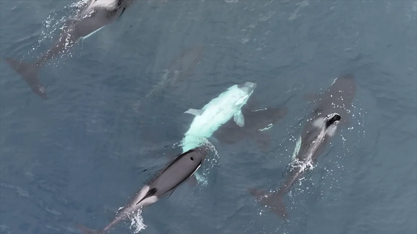 Logran grabar a una orca blanca extremadamente rara en la costa de California Logran grabar a una orca blanca extremadamente rara en la costa de California