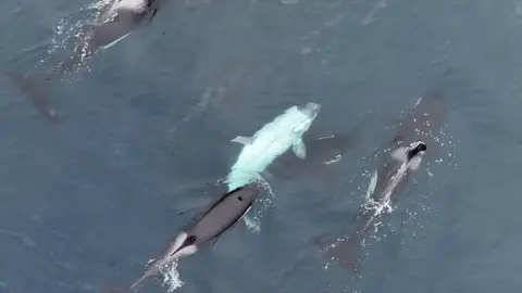 Logran grabar a una orca blanca extremadamente rara en la costa de California Logran grabar a una orca blanca extremadamente rara en la costa de California