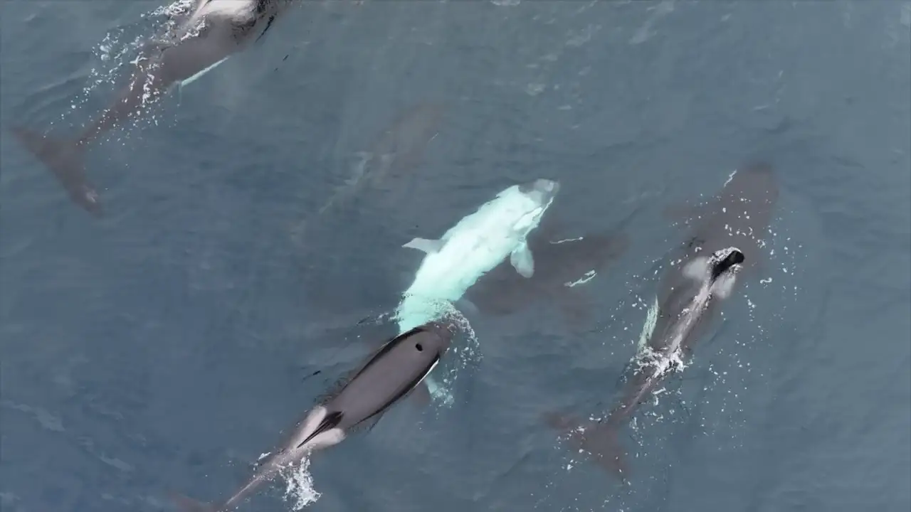 Logran grabar a una orca blanca extremadamente rara en la costa de California