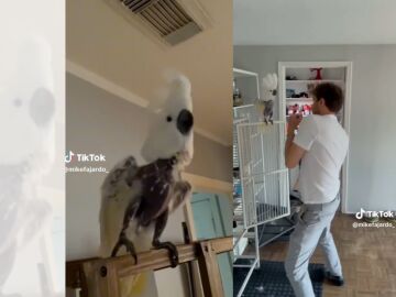 Pájaro junto a su dueño bailando