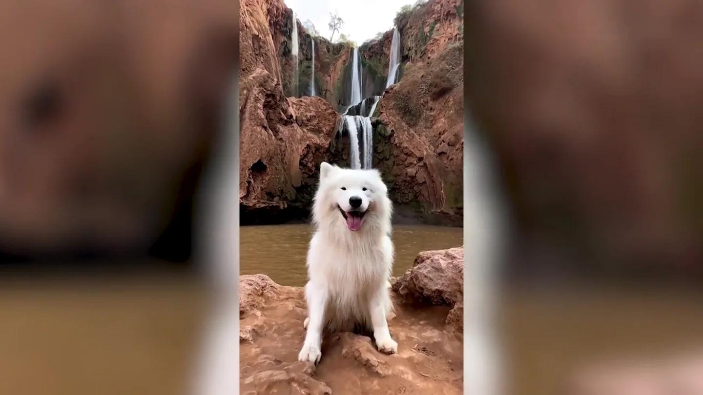 Un perro gana 900.000 seguidores en TikTok haciendo bailar sus orejas al ritmo de la música Un perro gana 900.000 seguidores en TikTok haciendo bailar sus orejas al ritmo de la música