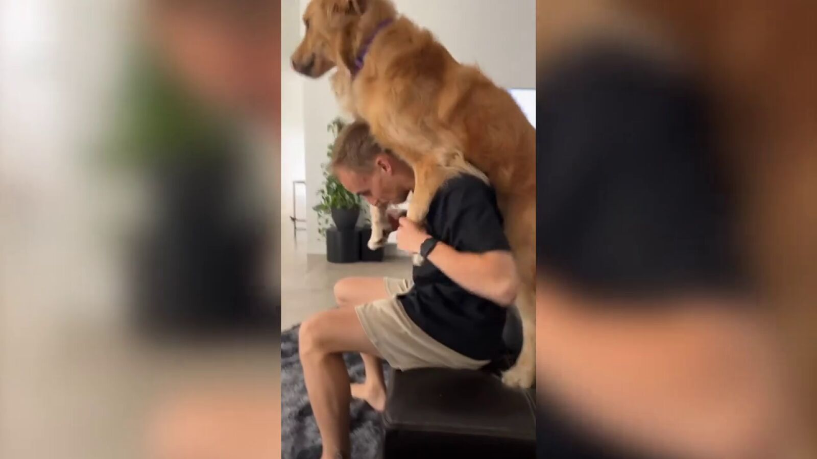 Un golden retriever es llevado a caballito por su dueño todos los días