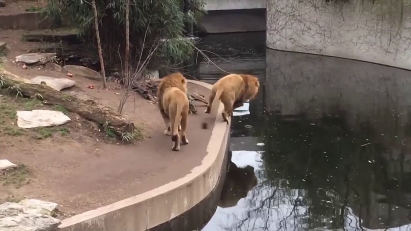 Un le&oacute;n distra&iacute;do tropieza y se cae al agua