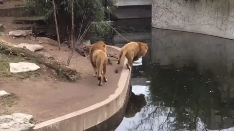Un león distraído tropieza y se cae al agua Un león distraído tropieza y se cae al agua